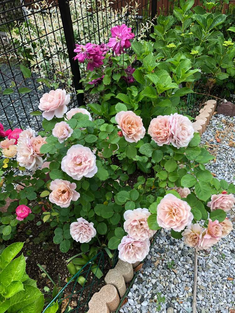 薔薇の投稿画像 By よーこさん バラ いおりと庭の花とマイガーデンと薔薇のある庭と私の庭と花のある暮らしと薔薇のある暮らし 19月5月15日 Greensnap グリーンスナップ