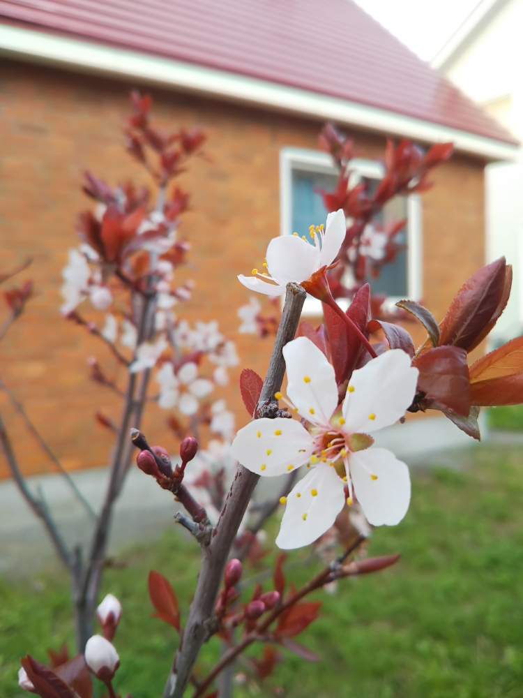 ベニバスモモ ハリウッドの投稿画像 By Askさん カラーリーフと花木と庭木と銅葉と花のある暮らしと北海道の庭 19月5月15日 Greensnap グリーンスナップ