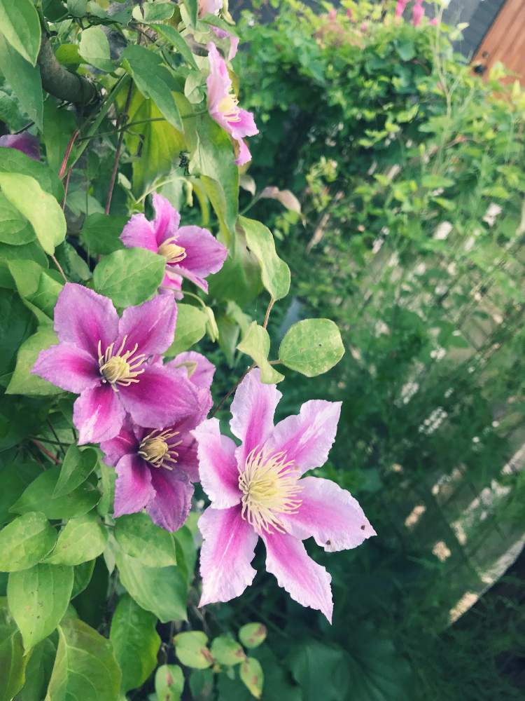 クレマチス ピールの投稿画像 By Hiromさん Purple Gardenとwhite Gardenとクレマチス と植えっぱなしと花のある暮らし 19月5月15日 Greensnap グリーンスナップ
