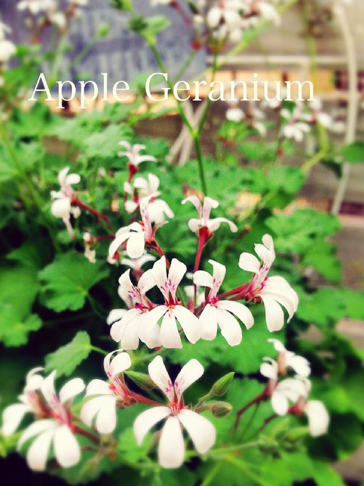 アップルゼラニウムの投稿画像 By つきよみさん 小さな庭とピンクの花とハーブと鉢植えとガーデニングと花のある暮らしとかわいいな とマイ ガーデン とピンクの花とハーブと鉢植えとガーデニングと花のある暮らしとかわいいな とマイ ガーデン 19月5月15日