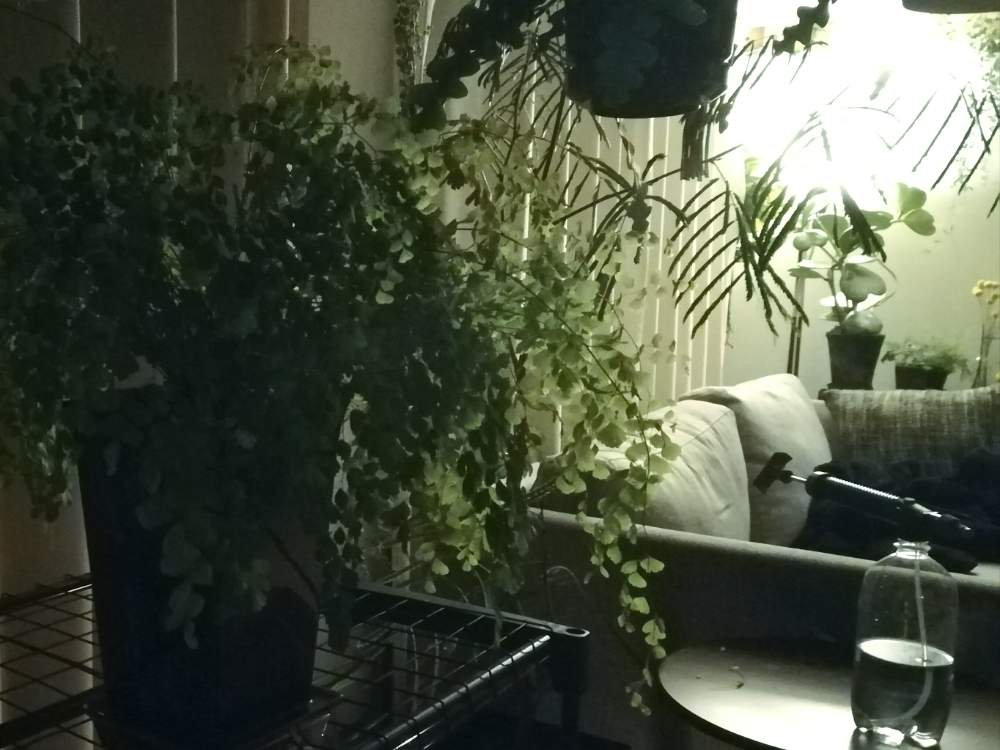 アジアンタムの投稿画像 By ジャングルeさん 観葉植物とボタニカルライフと冬越しと室内ジャングル化とジャングル化計画と成長記録とニョキニョキ 19月5月15日 Greensnap グリーンスナップ