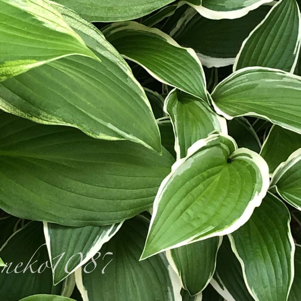 ギボウシの投稿画像 By Neko1087さん 植物のある暮らしと斑入りギボウシとふいりの葉っぱとネコ好きと斑入りの葉っぱと植物が好き と綺麗な葉と葉っぱが好き とホスタ ギボウシ 19月5月16日 Greensnap グリーンスナップ