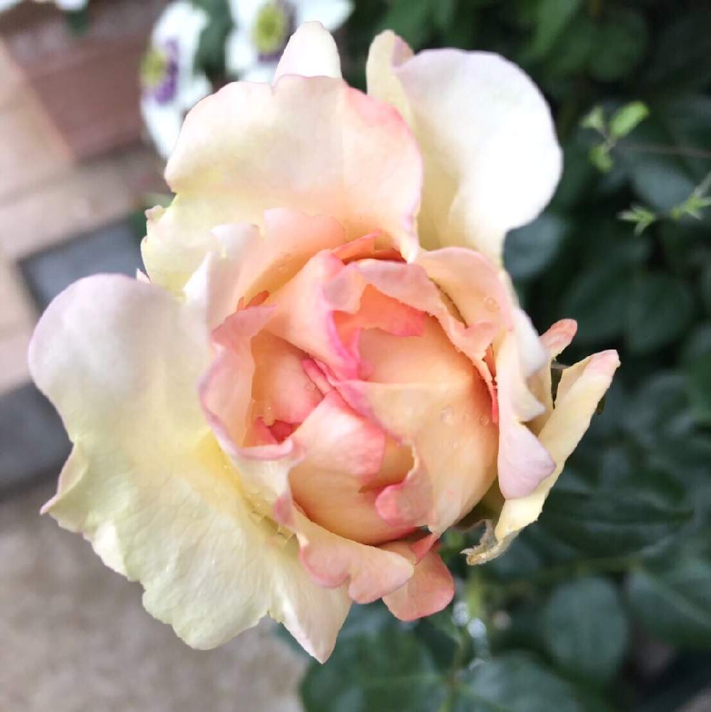 クリーム イブピアッチェの投稿画像 By Yukappeさん 花のある暮らしとバラ 切り花と香る花 19月5月16日 Greensnap グリーンスナップ