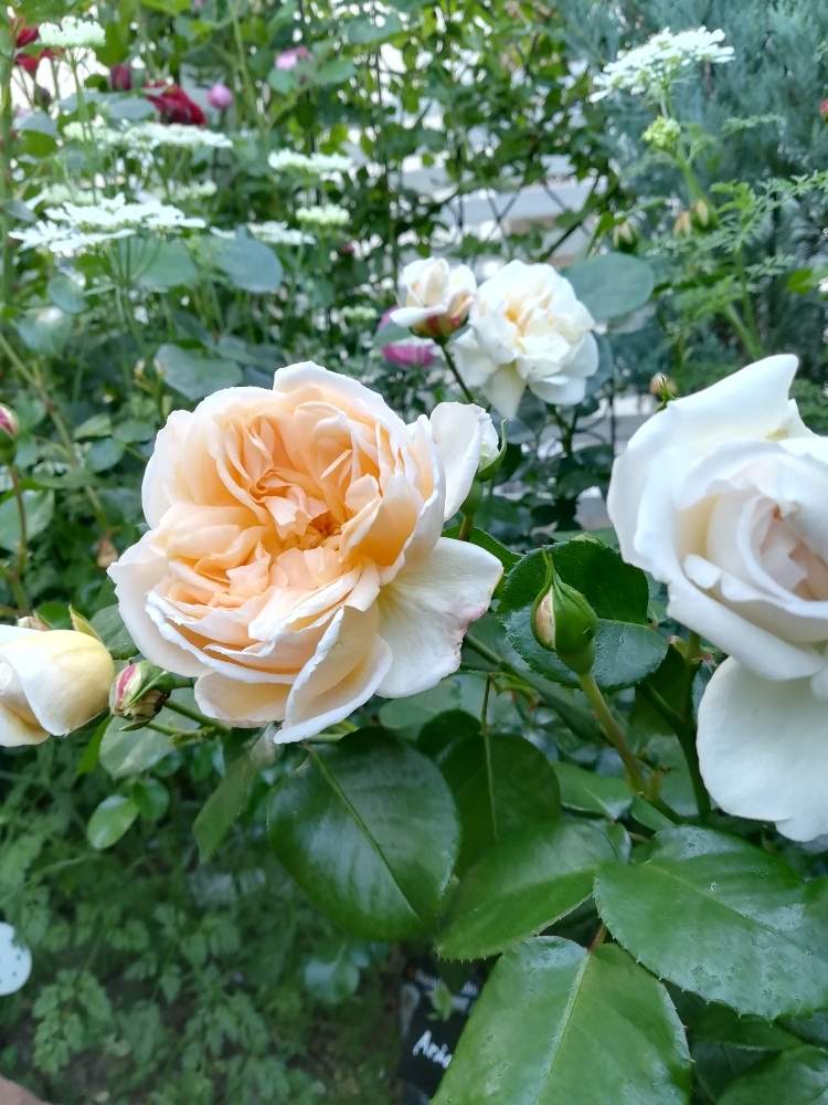 バラ アリアドネの投稿画像 By Puttinさん ばら バラ 薔薇とマイガーデンとガーデニングと花のある暮らしとバラの地植えとロサオリエンティスとローズガーデンとロザリアン 19月5月16日 Greensnap グリーンスナップ