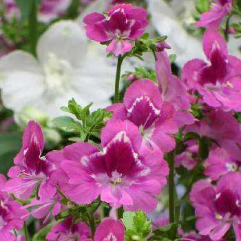 すべての花の画像 無料印刷可能誕生 花 花 シザンサス