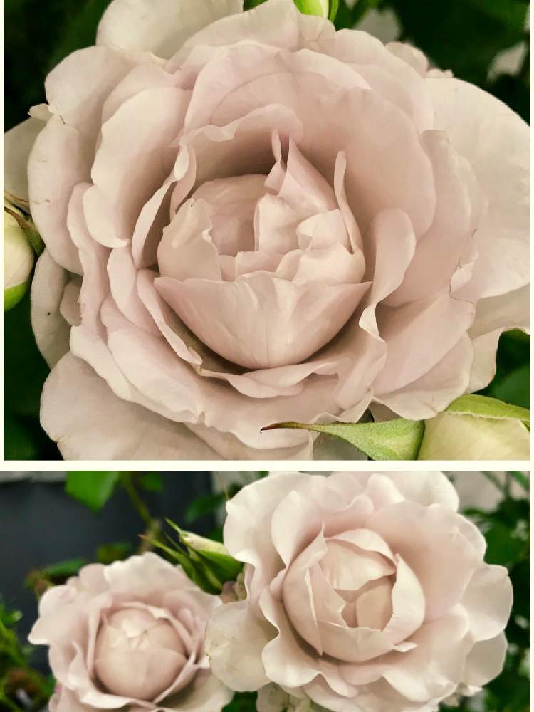 バラの投稿画像 By みなさん 花のある暮らしと白いバラとバラぐらしとイン ア センチメンタル ムード 19月5月16日 Greensnap グリーンスナップ