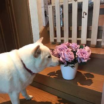 定春の投稿画像一覧 Greensnap グリーンスナップ