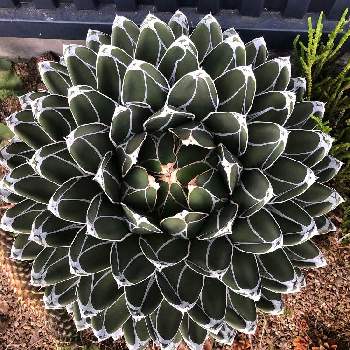 Agave victoriae-reginaeの画像 by AGAVE_FARMERSさん | Agave victoriae-reginaeと多肉植物とagaveとアガベ属とアガベ AGAVE