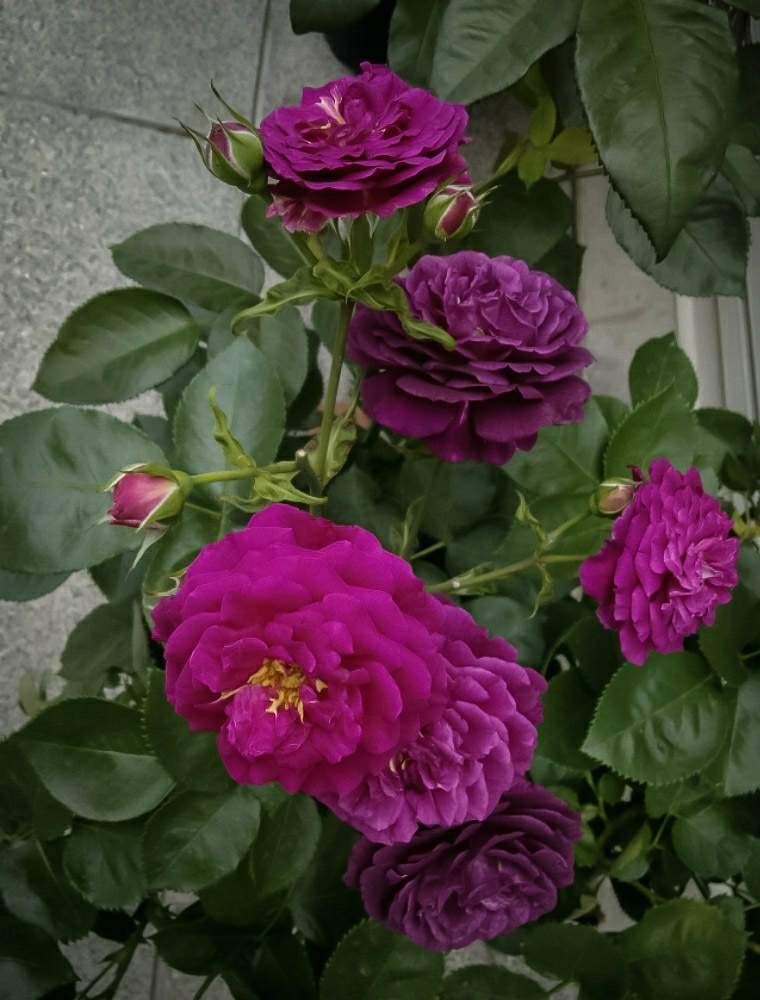 赤紫の薔薇の投稿画像 By Otoさん ミッドナイトブルーと花のある暮らしとバラバラバラバラと濃い赤紫と魅惑の花鉢 19月5月16日 Greensnap グリーンスナップ