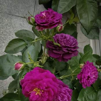 濃い赤紫の画像 by otoさん | 玄関と赤紫の薔薇とミッドナイトブルーと花のある暮らしとバラバラバラバラと濃い赤紫と魅惑の花鉢