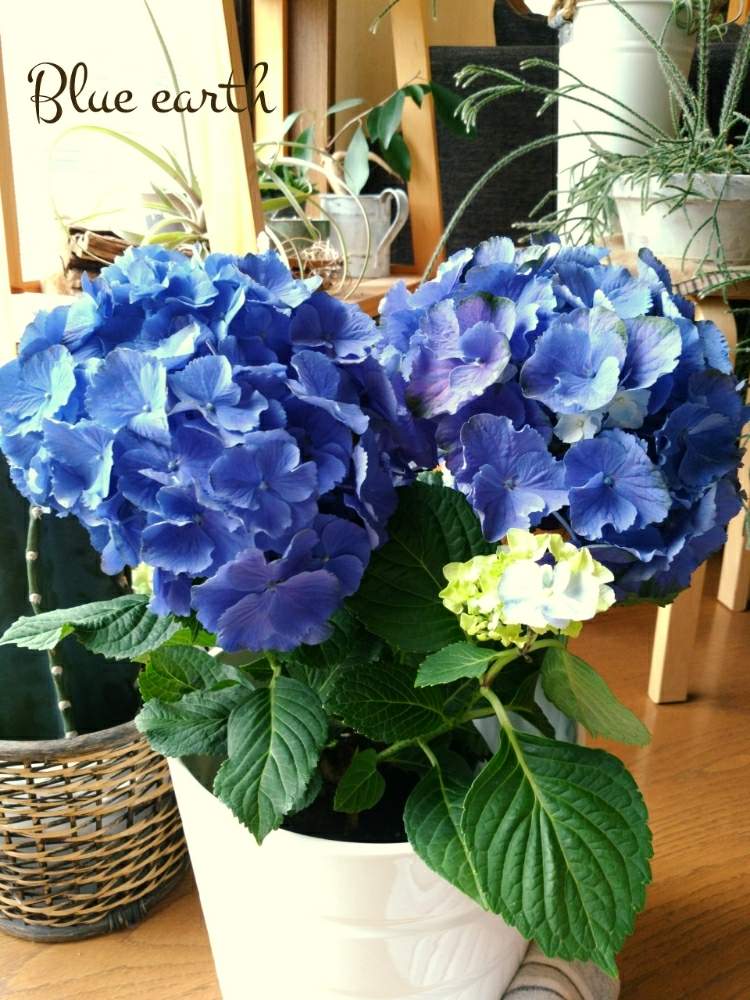 紫陽花ブルーアースの投稿画像 By Gonuku444さん Htcとキラキラ と緑が好きとあじさい ブルーとアジサイブルーアースと青い花と美しい と紫陽花 アジサイ あじさいと今日の一枚と癒し空間ときれいな色と癒やしの時間とグリーン大好きと花のある暮らしとhtc社員と楽しみ