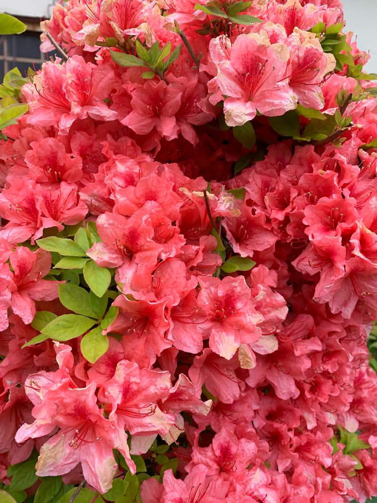 春の花々 の投稿画像 By ゆーさん 花壇の花と小さな花壇と自然の癒しと花のある暮らしとツツジと小さな庭と春の花々 と花壇の花と小さな花壇と自然の癒しと花のある暮らし 19月5月16日 Greensnap グリーンスナップ Greensnap グリーンスナップ