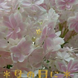 花のある暮らし,千葉県,キュンキュン乙女倶楽部,紫陽花万華鏡,いとおしい植物の表情フォトコン2019の画像