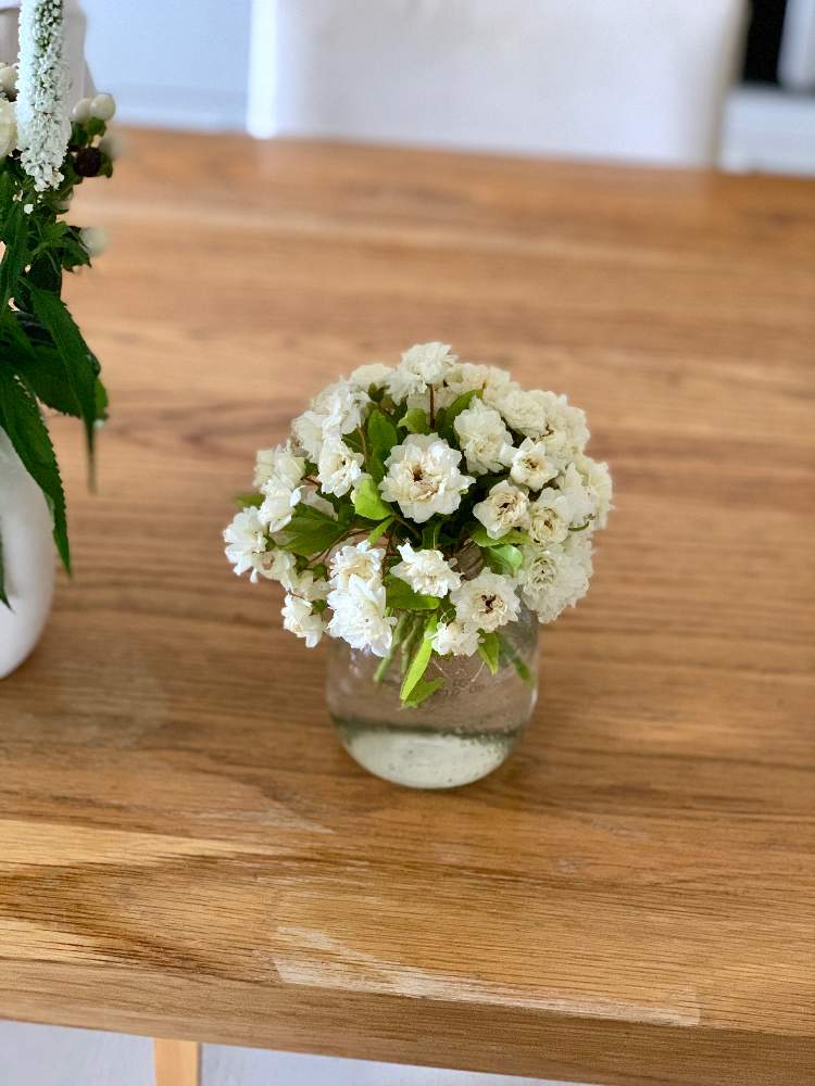 モッコウバラの投稿画像 By Kaneyukiさん 白い花とダイニングテーブルと花のある暮らし 19月5月16日 Greensnap グリーンスナップ