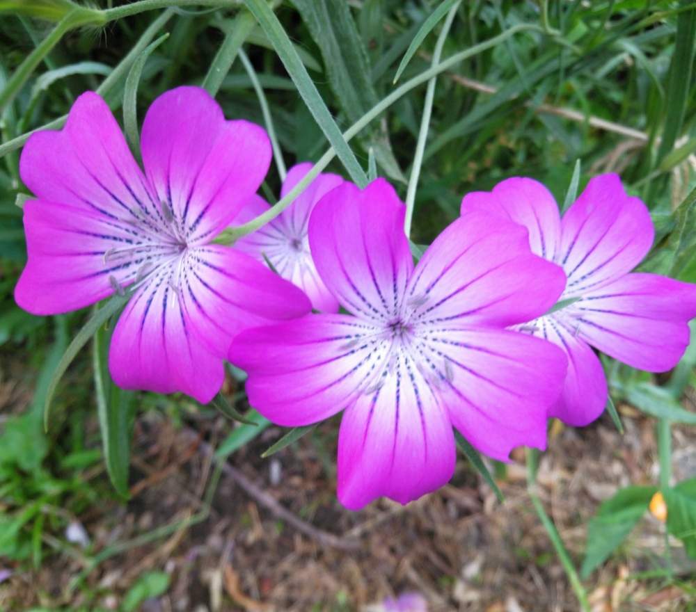 アグロステンマの投稿画像 By リュウさん ムギナデシコと小さな庭 19月5月16日 Greensnap グリーンスナップ Greensnap グリーンスナップ