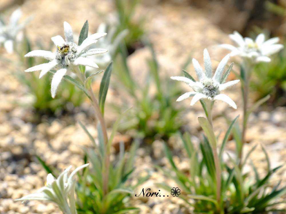 珍しいお花を見たくて 六甲高山植物園 19 5 11 Page2 Greensnap グリーンスナップ