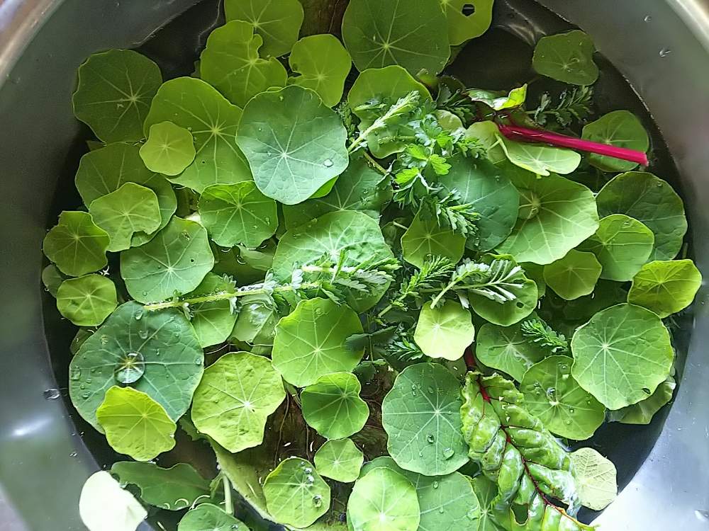 ハーブのある暮らしの投稿画像 By たまこさん ナスタチウム 食べられるとハーブサラダとサラダバーネット とハーブのある暮らしとナスタチウム 食べられる とハーブサラダとサラダバーネット 19月5月16日 Greensnap グリーンスナップ Greensnap グリーン