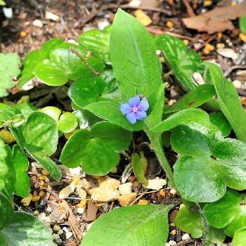 軽井沢瑠璃草の投稿画像一覧 Greensnap グリーンスナップ