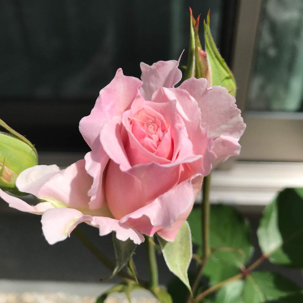 薔薇愛同盟の投稿画像 By ガーデンローズさん ピンク ピンクとわたしのラマリエとバラの鉢植えと鉢でバラを育てると河本ローズと花のある暮らしとばら 薔薇 バラとラマリエ 19月5月16日 Greensnap グリーンスナップ