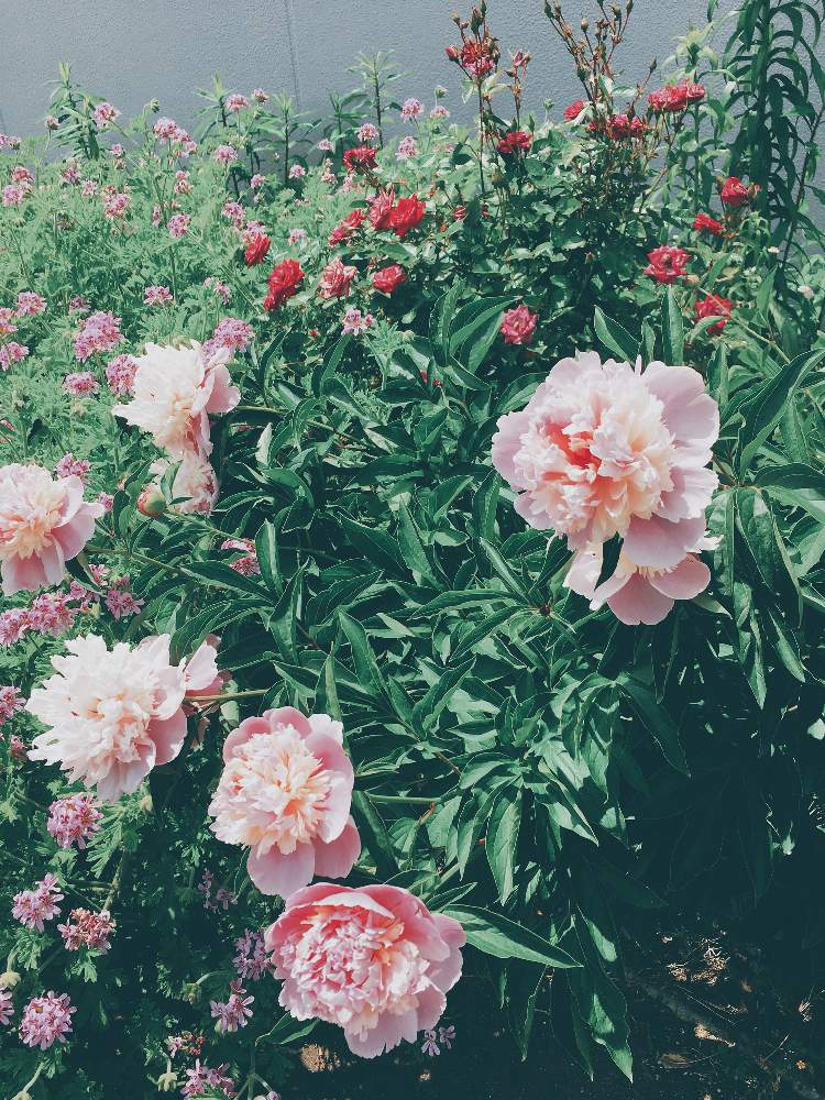 ゼラニウムの投稿画像 By Rain Manさん バラと芍薬と咲いた と花のある暮らし 19月5月 16日 Greensnap グリーンスナップ ゼラニウムの投稿画像 By Rain Manさん バラと芍薬と咲いた と花のある暮らし 19月5月 16日 Greensnap グリーンスナップ