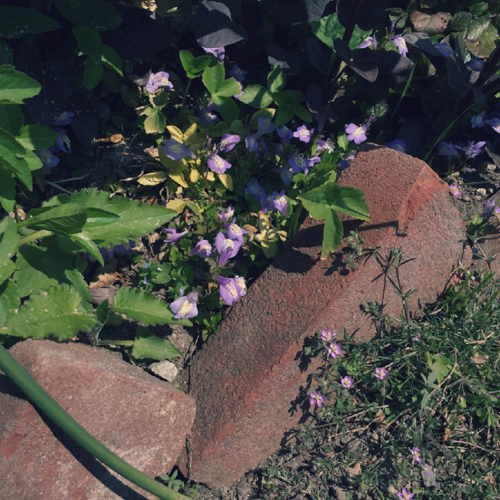 ムラサキサギゴケの投稿画像 By あおいねこさん ウシオツメクサとかわいい雑草と下草とグランドカバーと紫の花とグランドカバーの花 19月5月16日 Greensnap グリーンスナップ