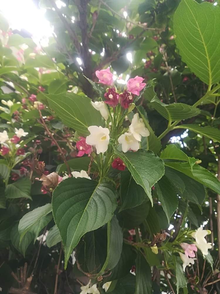 箱根空木 ハコネウツギ の投稿画像 By オアシス さん ピンク ピンクとさんぽみちと白い花といやされるとかわいいな 19月5月 16日 Greensnap グリーンスナップ