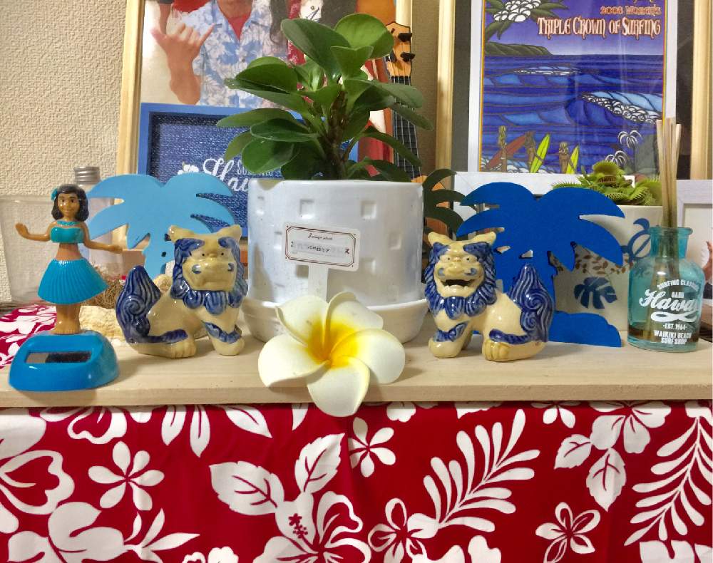 観葉植物の投稿画像 By Hau Oli さん Hawaiiとダイソーとシーサーと沖縄とハワイが恋しくてと今日の一枚とハワイとheather Brownと食虫植物とハエトリソウ とペペロミア オプツシフォリア 19月5月16日 Greensnap グリーンスナップ