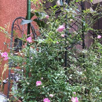 庭の隅っこの画像 by ルイーズさん | 小さな庭と無農薬薔薇栽培と風通しと木酢液とお花を楽しむとばら バラ 薔薇と半日陰と庭の隅っこと薔薇宇部小町と風通しが大事と花のある暮らしと朝日のあたる庭