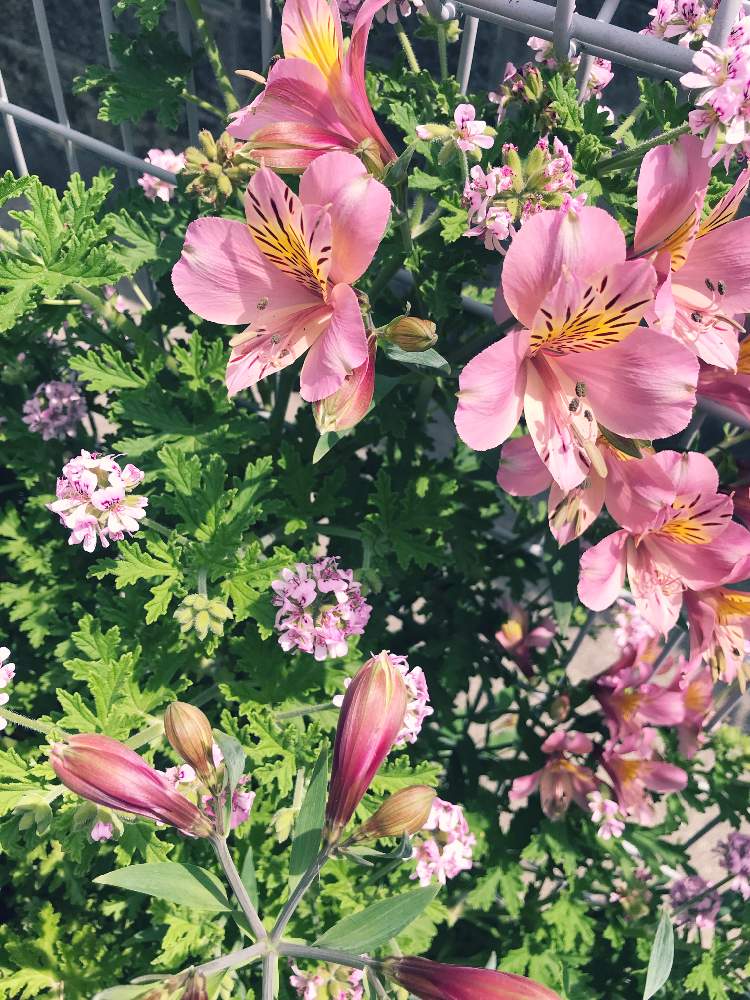 春に咲く花の投稿画像 By Sachieさん アルストロメリア花とピンク ピンクと春の庭と花のある暮らし 19月5月16日 Greensnap グリーンスナップ