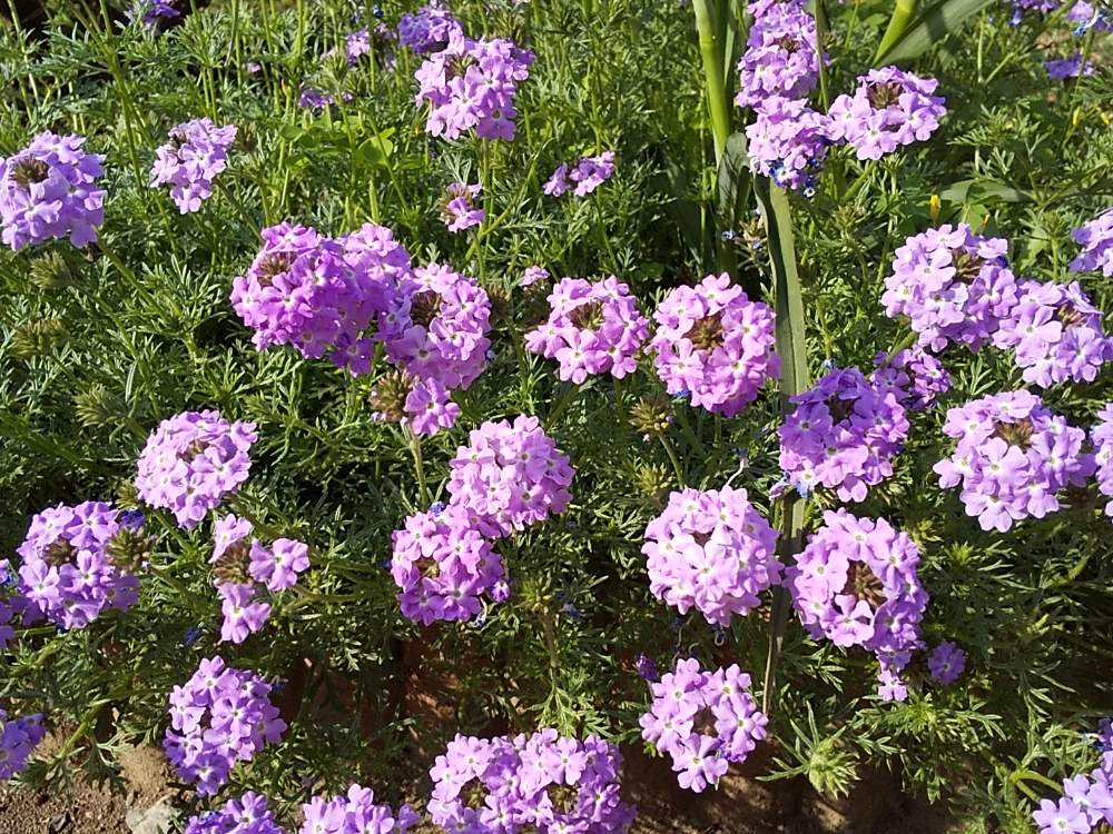 驚くばかりバーベナ テネラ 最高の花の画像