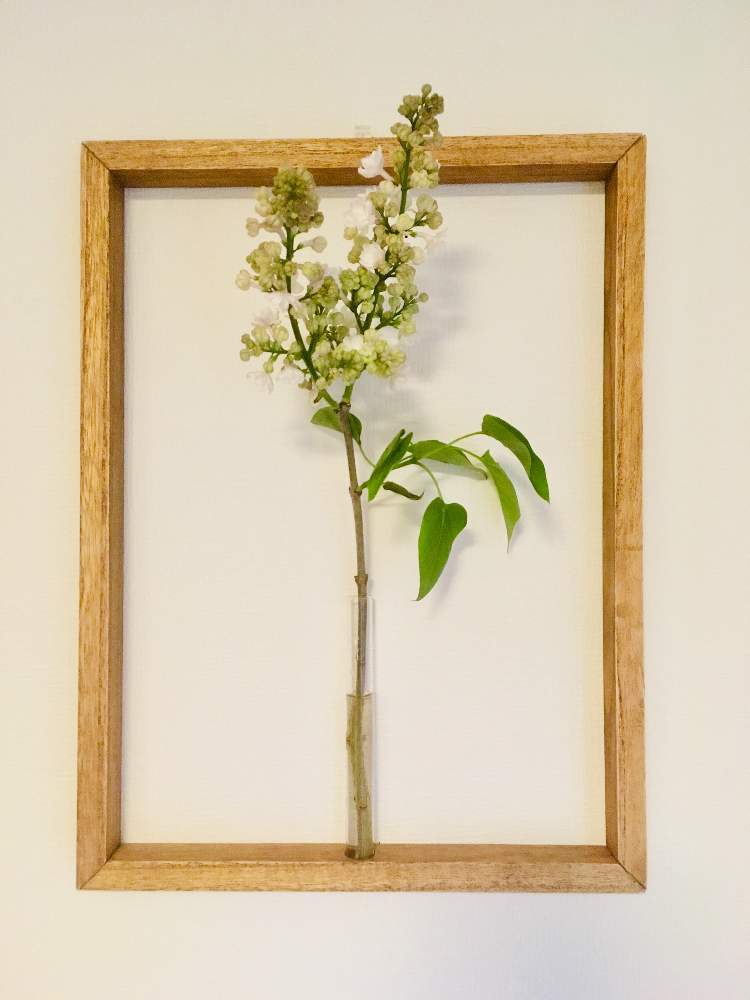 ライラックの投稿画像 By ユーカリさん 壁 天井と一輪挿しと切花とお気に入りの お花屋さんと 一輪挿しと花のある暮らしと記録用と一輪挿しと切花とお気に入りの お花屋さんと 一輪挿しと花のある暮らしと記録用 19月5月16日 Greensnap グリーンスナップ