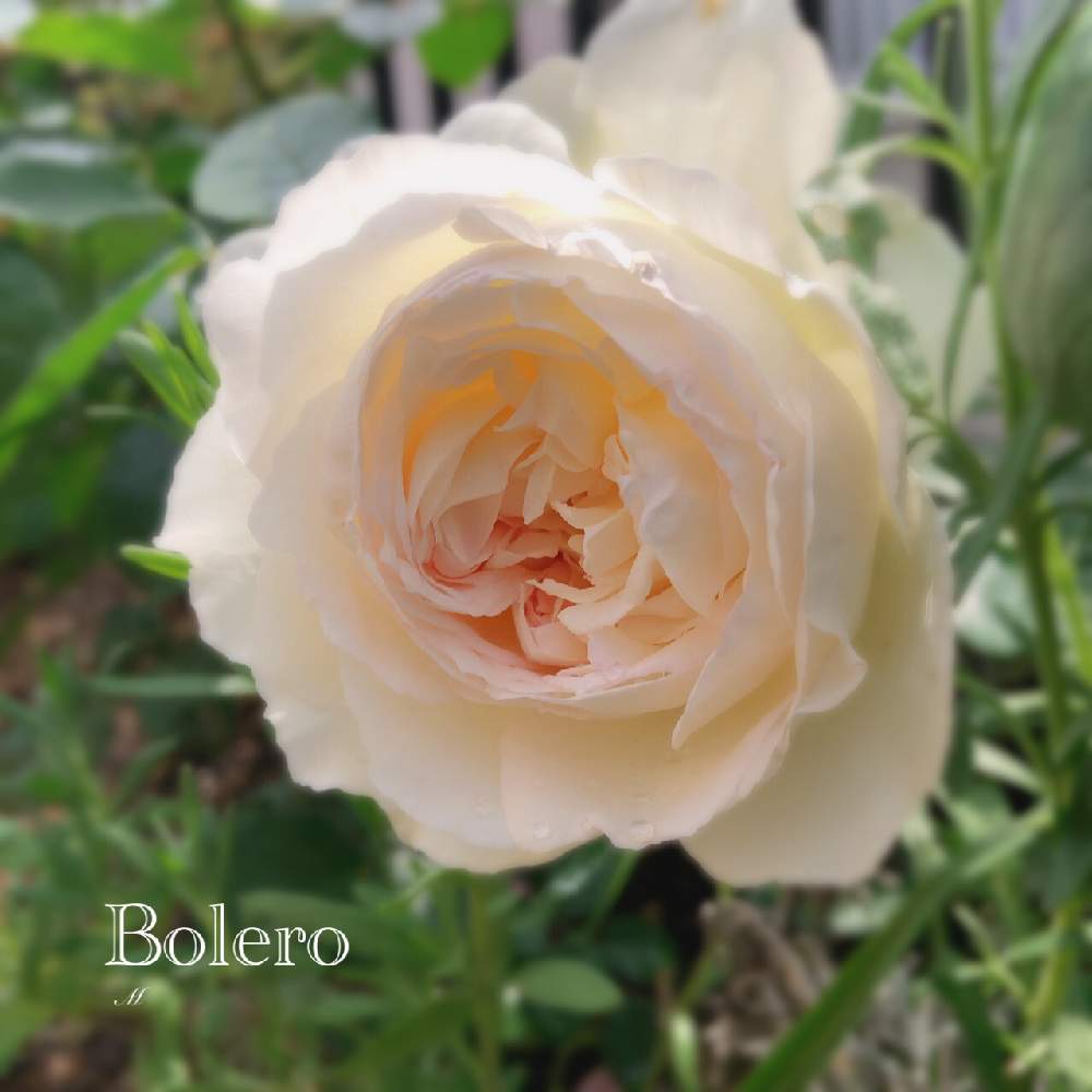 バラ ボレロの投稿画像 By ブロッコリーさん ばら バラ 薔薇といい香りとガーデニングと花のある暮らしと薔薇 と庭の宿根草とボレロ バラ 19月5月16日 Greensnap グリーンスナップ