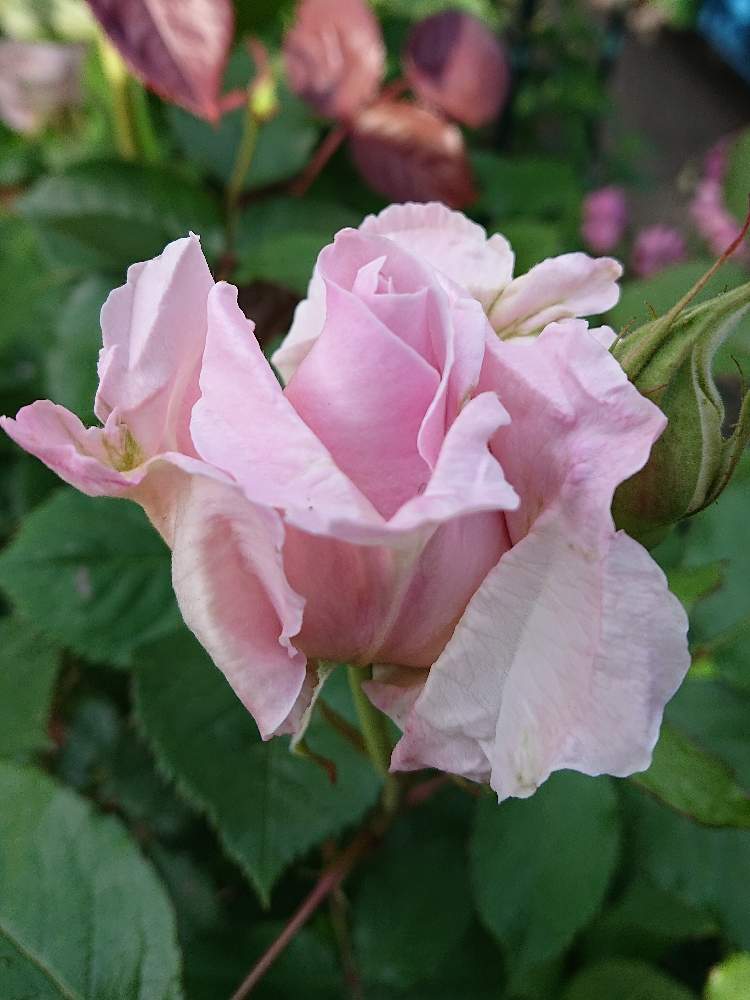 ばら バラ 薔薇の投稿画像 By ぶぅさん 半日陰と小さな庭からと河本ローズとばら 薔薇 バラ 19月5月16日 Greensnap グリーンスナップ ばら バラ 薔薇の投稿画像 By ぶぅさん 半日陰と小さな庭からと河本ローズとばら 薔薇 バラ 19月5月16日 Greensnap グリーンスナップ