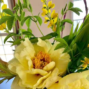 お花ある暮らしの画像 by yosihana 2さん | 部屋と多肉大好きといただきものとボタン科と植中毒とお花ある暮らしとフラワーアレンジメントと花のある暮らしとお花とGREEN UP!