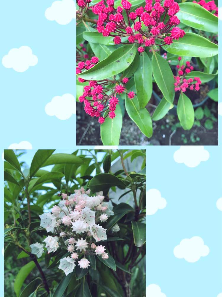 カルミア サラの投稿画像 By Junmamaさん カルミア ラティフォリアと鉢植えのお花とさいた と押し花用 19月5月16日 Greensnap グリーンスナップ