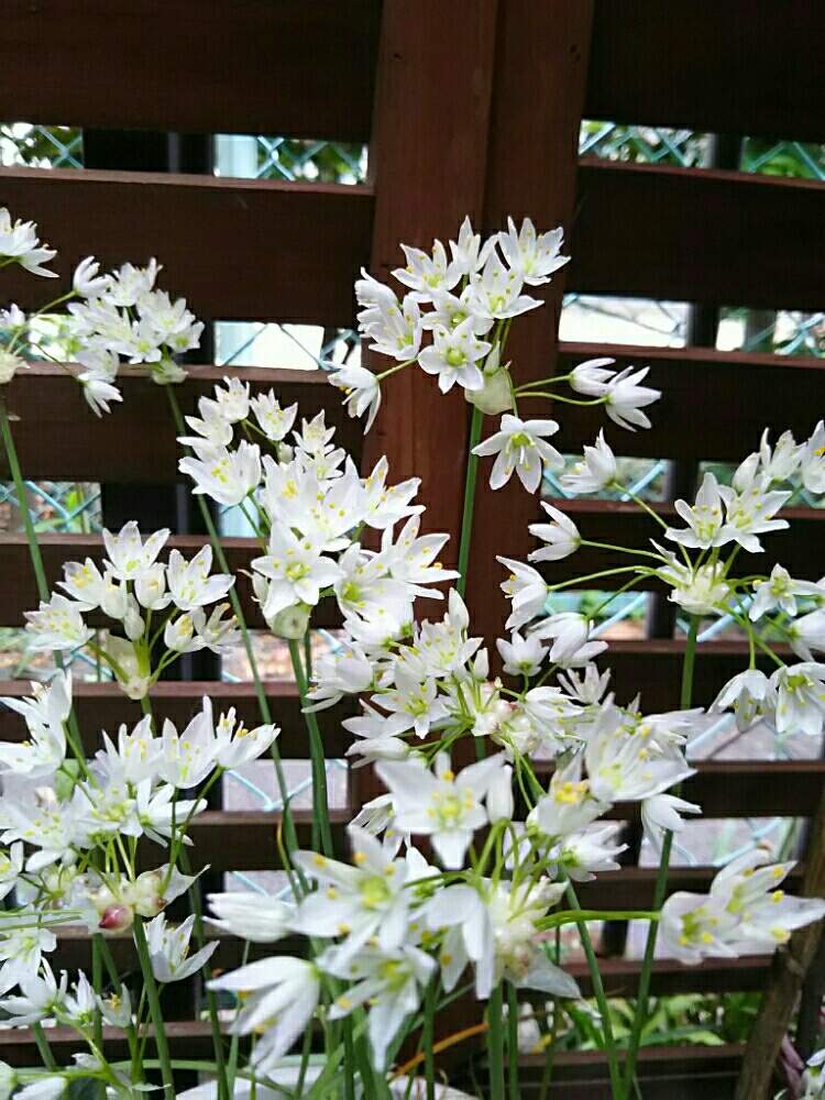 アリウム ロゼウムの投稿画像 By Kikorinさん 小さな庭と秋植え 球根とお花が好き と鉢植えと私の癒し系達 と花のある暮らしとさわやかとやっと咲いた と秋植え球根とお花が好き と鉢植えと私の癒し系達 と花のある暮らしとさわやかとやっと咲いた 19月5月