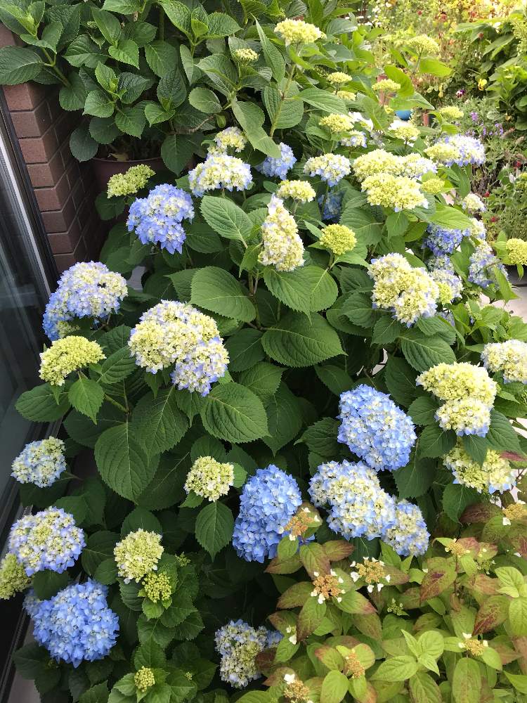 四季咲きアジサイ 霧島の恵の投稿画像 By コウちゃまさん バルコニー ベランダと幸せ とグリーンのある暮らしとモリモリ とベランダガーデンと紫陽花 アジサイ あじさいと今日の一枚と元気もらえるとガーデニングと花のある暮らしといやされると鉢植えアジサイと