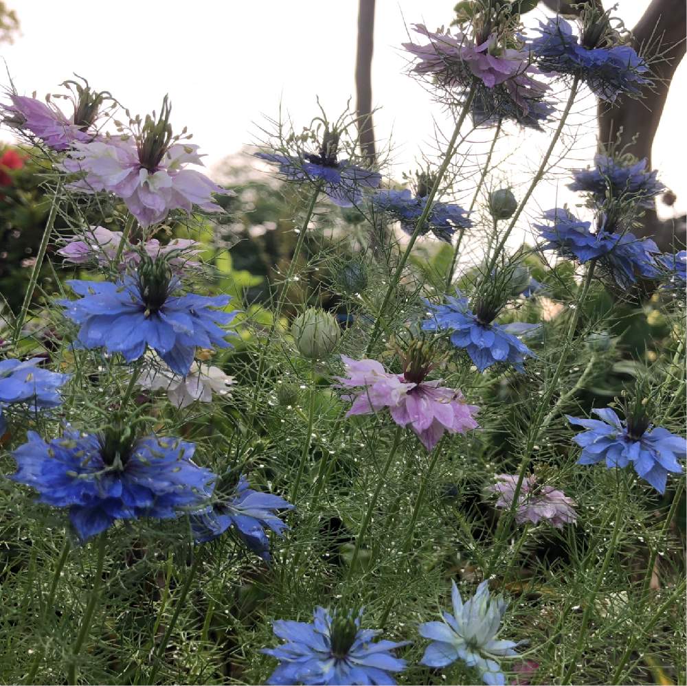 ニゲラの投稿画像 By 和さん クロタネソウとニゲラの花と種まきと夕方と花のある暮らしとかわいいと500pic 19月5月16日 Greensnap グリーンスナップ