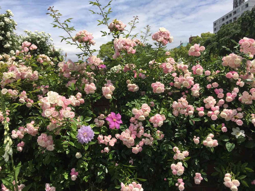 おんぷ♪さんの山下公園への投稿