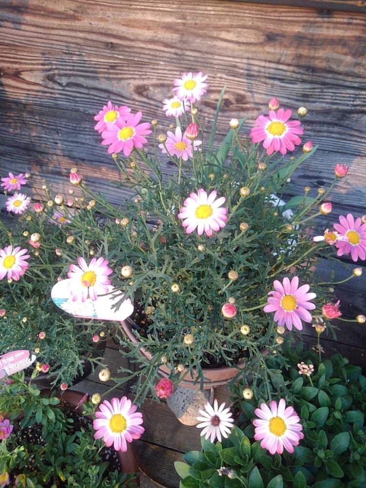 長持ちさせたいの投稿画像 By ミュウミルさん 晴れ と癒しと良い天気と植物の力と可愛いと花のある暮らしとマーガレット とプランター植え 19月5月16日 Greensnap グリーンスナップ