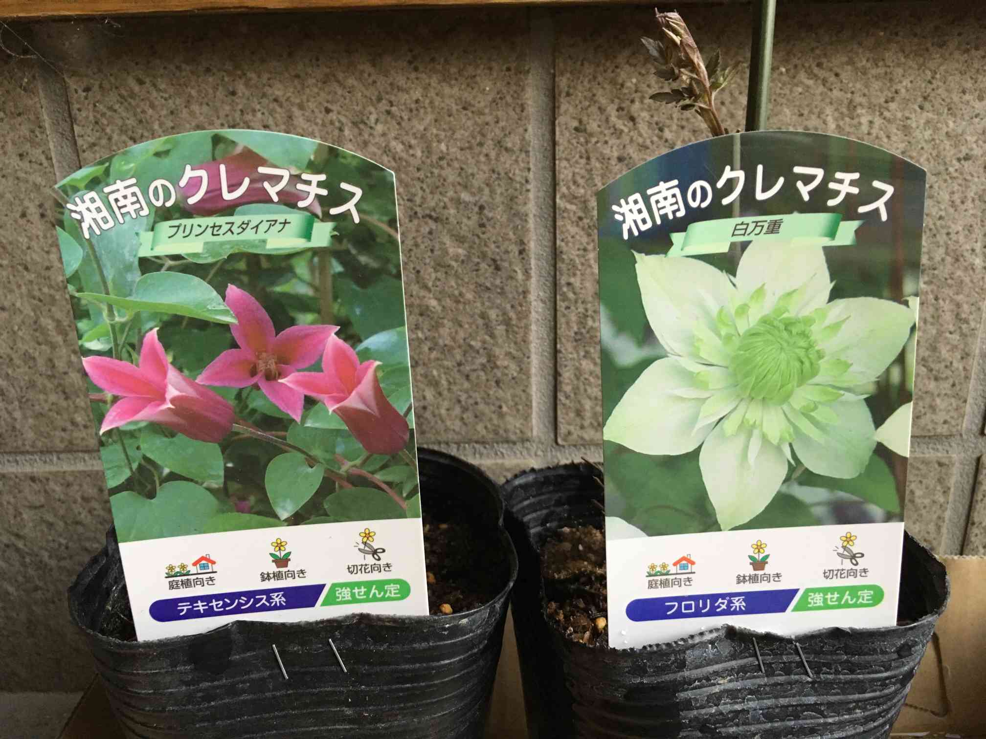 地 植え クレマチス オベリスク クレマチス 流星 販売時期