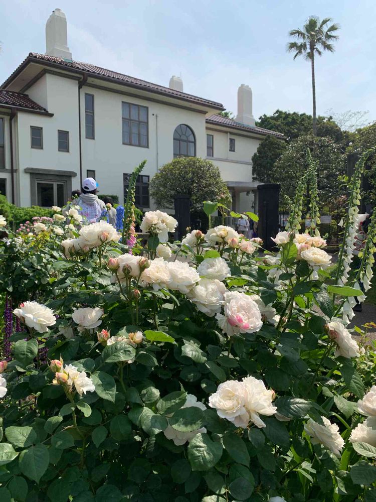 シゲルさんの港の見える丘公園への投稿