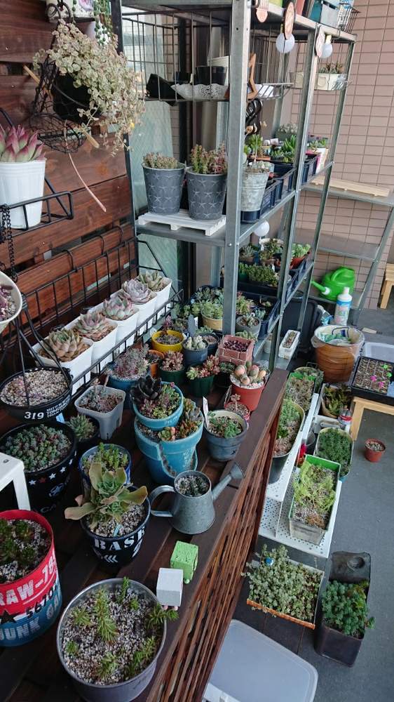 キシラデコール その Greensnap グリーンスナップ