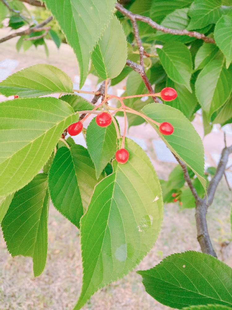 サクランボの投稿画像 By お花畑さん 実がなる木と５月と樹木と 19桜 フォトコンテストとお散歩とかわいいな 19月5月16日 Greensnap グリーンスナップ