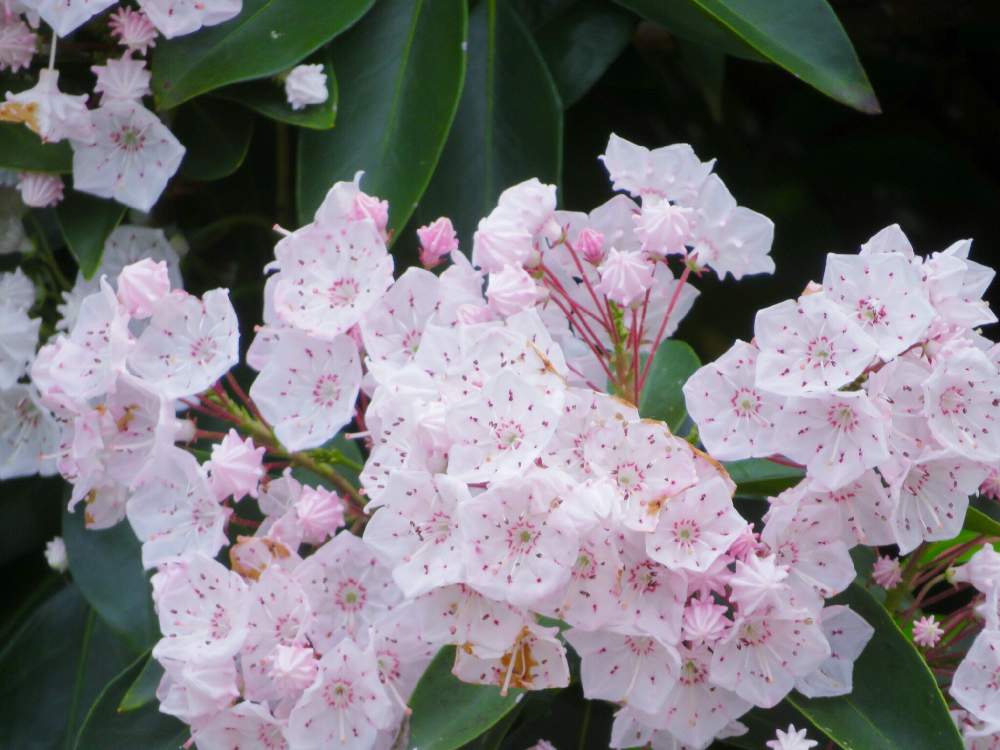 最新花 カルミア 最高の花の画像