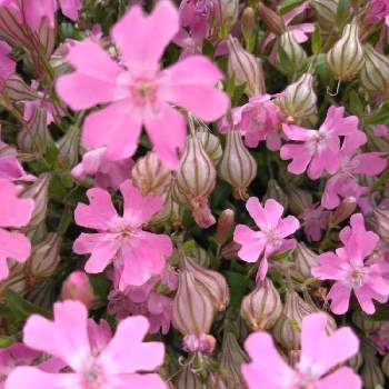 フクロウなでしこの投稿画像一覧 Greensnap グリーンスナップ フクロウなでしこの投稿画像一覧 Greensnap グリーンスナップ