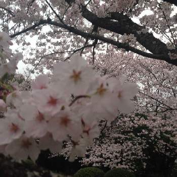 香川県公渕森林公園 桜マップ19 の投稿画像一覧 Greensnap グリーンスナップ