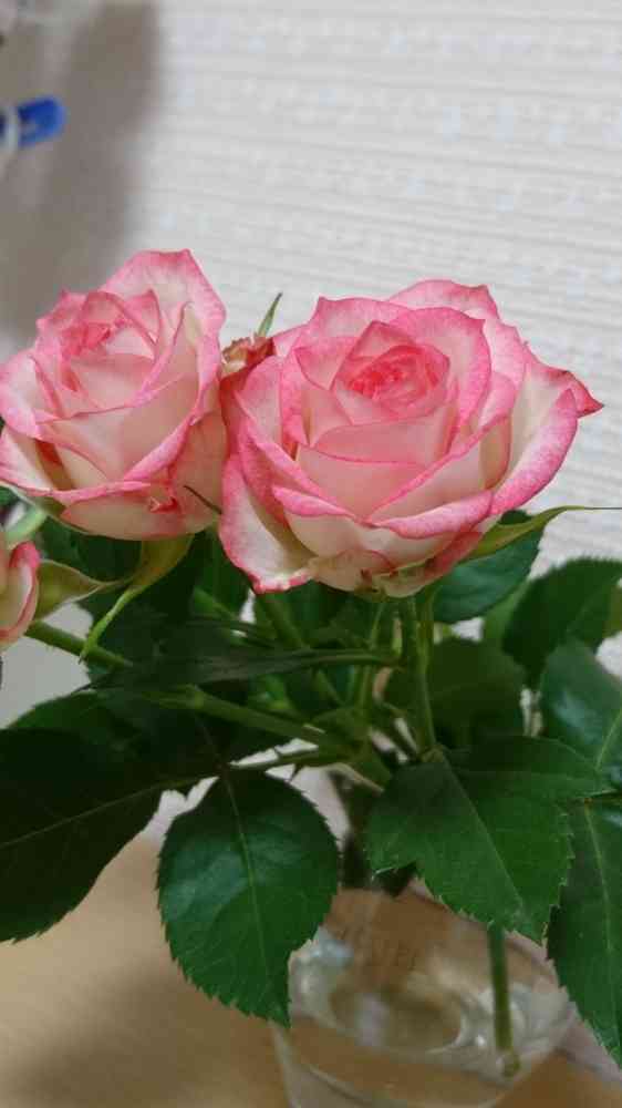 最新 切り花品種 バラ挿し木 レオノーラ（¥16,000） - 苗