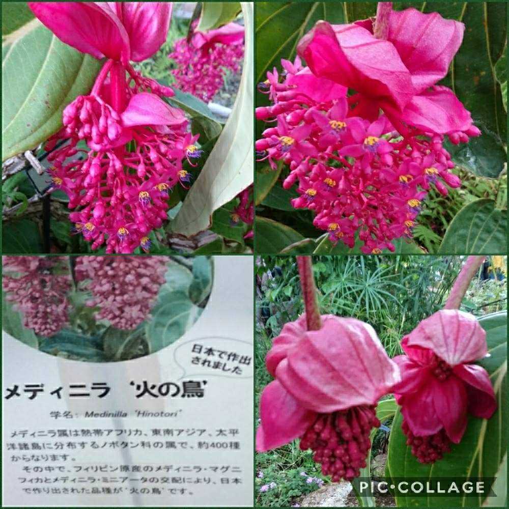 神代植物公園 温室の植物 Greensnap グリーンスナップ