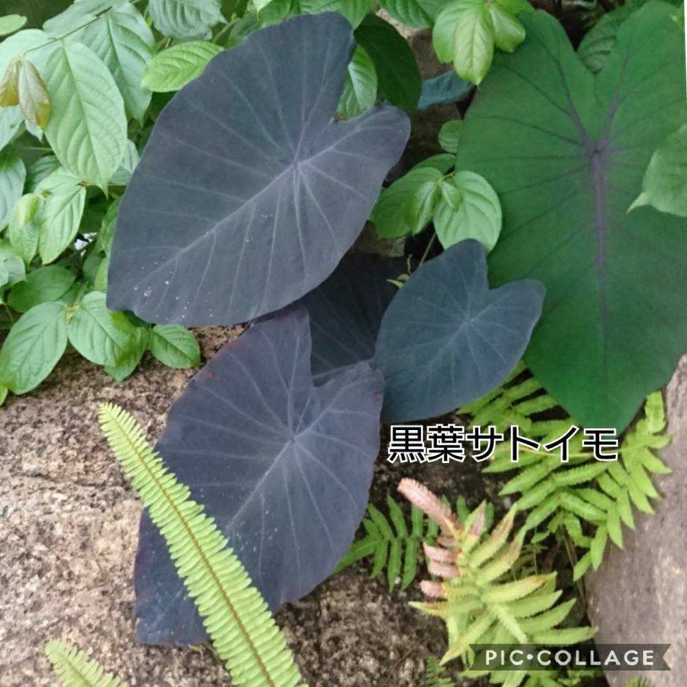 神代植物公園 温室の植物 Greensnap グリーンスナップ 神代植物公園 温室の植物 Greensnap グリーンスナップ